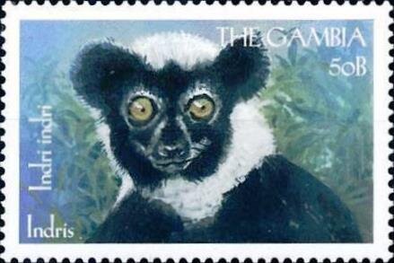 Indri indri