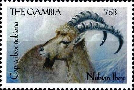 Capra ibex nubiana