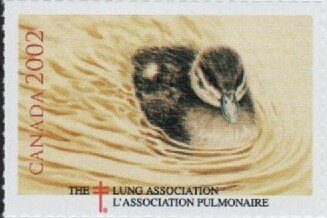 Stamp, Duck, Cinderellas,  , Charity, Ducks, Tuberculosis / TBC