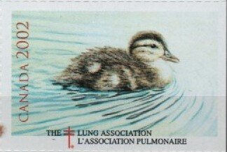 Stamp, Duck, Cinderellas,  , Charity, Ducks, Tuberculosis / TBC