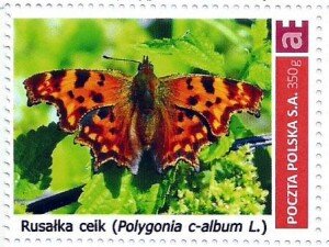 Polygonia c-album