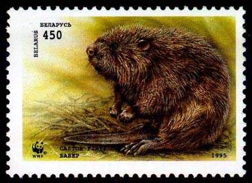 Stamp, Stamp European beaver (carrying the branch), Belarus,  