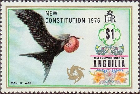 Magnificent Frigatebird (Fregata magnificens)