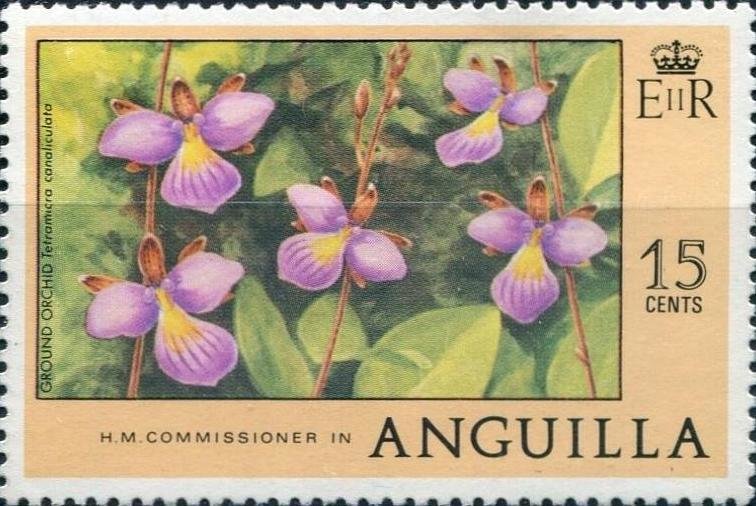 Tetramicra canaliculata