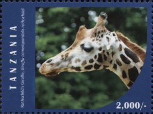 Stamp, Rothschild's Giraffe (Giraffa camelopardalis rothschildi), Tanzania,  , Animals (Fauna), Giraffes, Mammals
