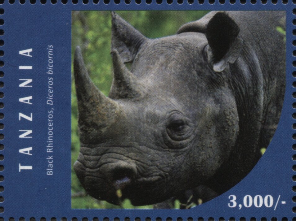 Black Rhinozeros (Diceros bicornis)