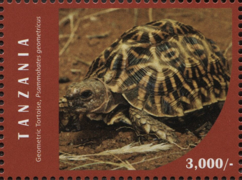 Geometric Tortoise (Psammobates geometricus)