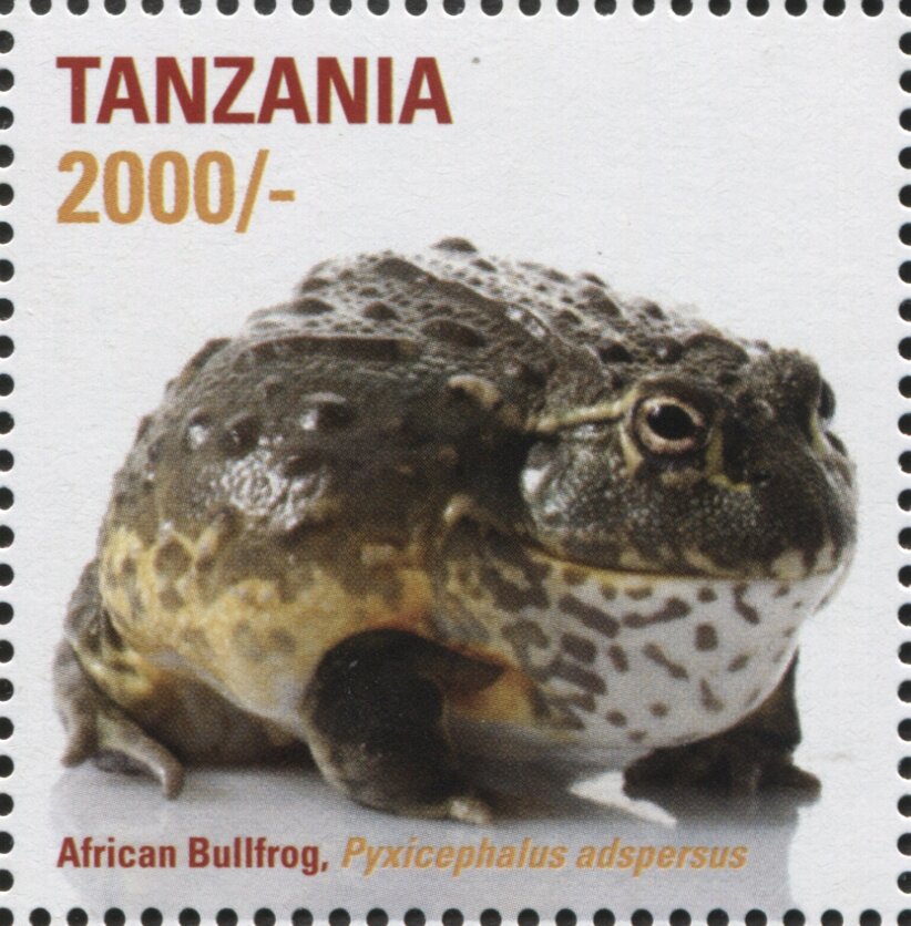 African Bullfrog (Pyxicephalus adspersus)