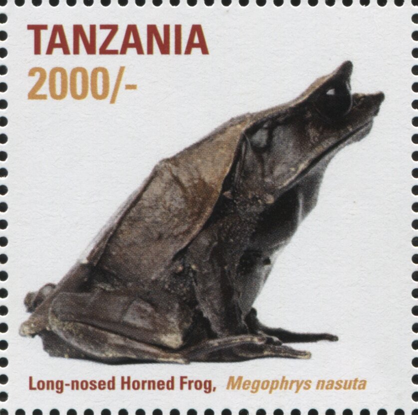 Long-nosed Horned Frog (Megophrys nasuta)