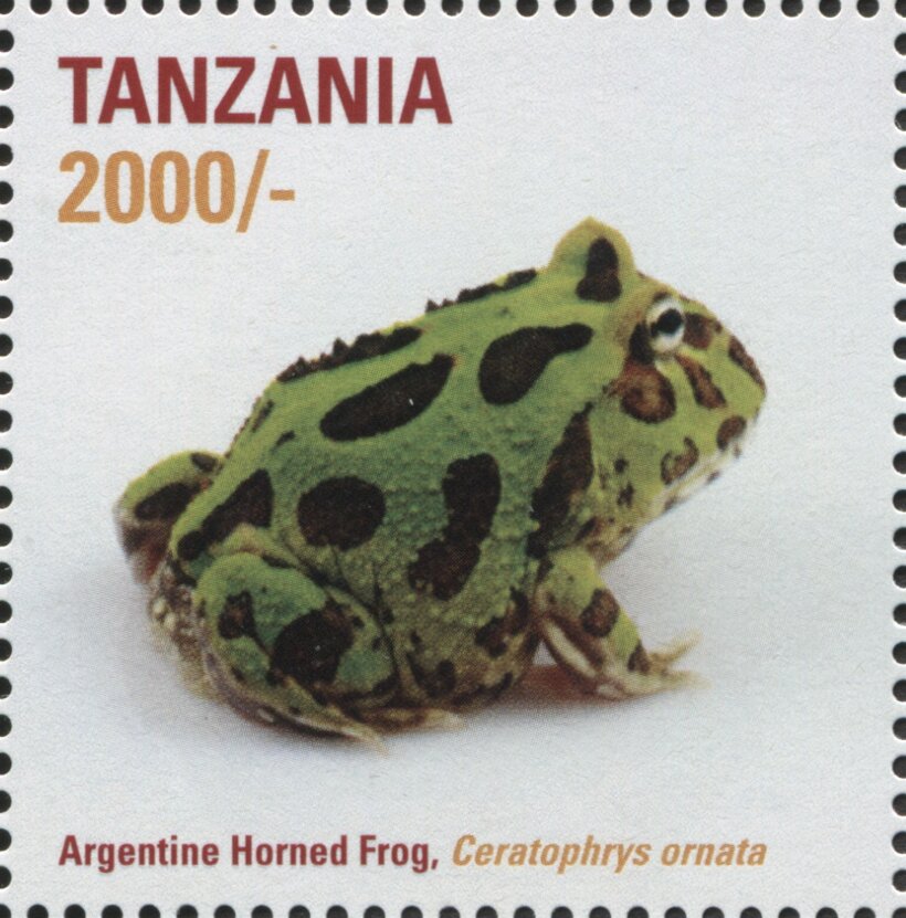 Argentine Horned Frog (Ceratophrys ornata)