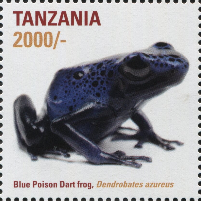 Bumblebee Poison Dart Frog (Dendrobates azureus)
