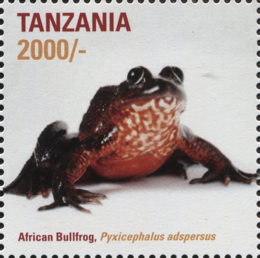 African Bullfrog (Pyxicephalus adspersus)