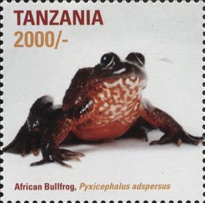 Stamp, African Bullfrog (Pyxicephalus adspersus), Tanzania,  , Amphibians, Animals (Fauna), Frogs