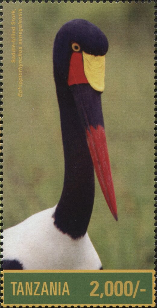 Saddle-billed Stork (Ephippiorhynchus senegalensis)