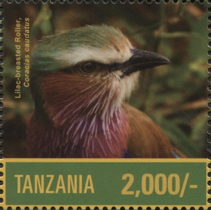 Lilac-breasted Roller (Coratias caudatus)
