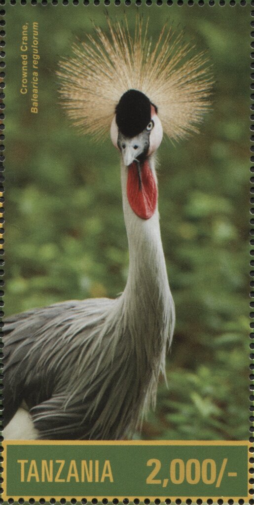 Crowned Crane (Balearica regulorum)