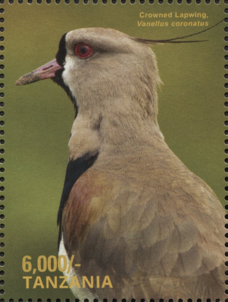 Crowned Lapwing (Vanellus coronatus)