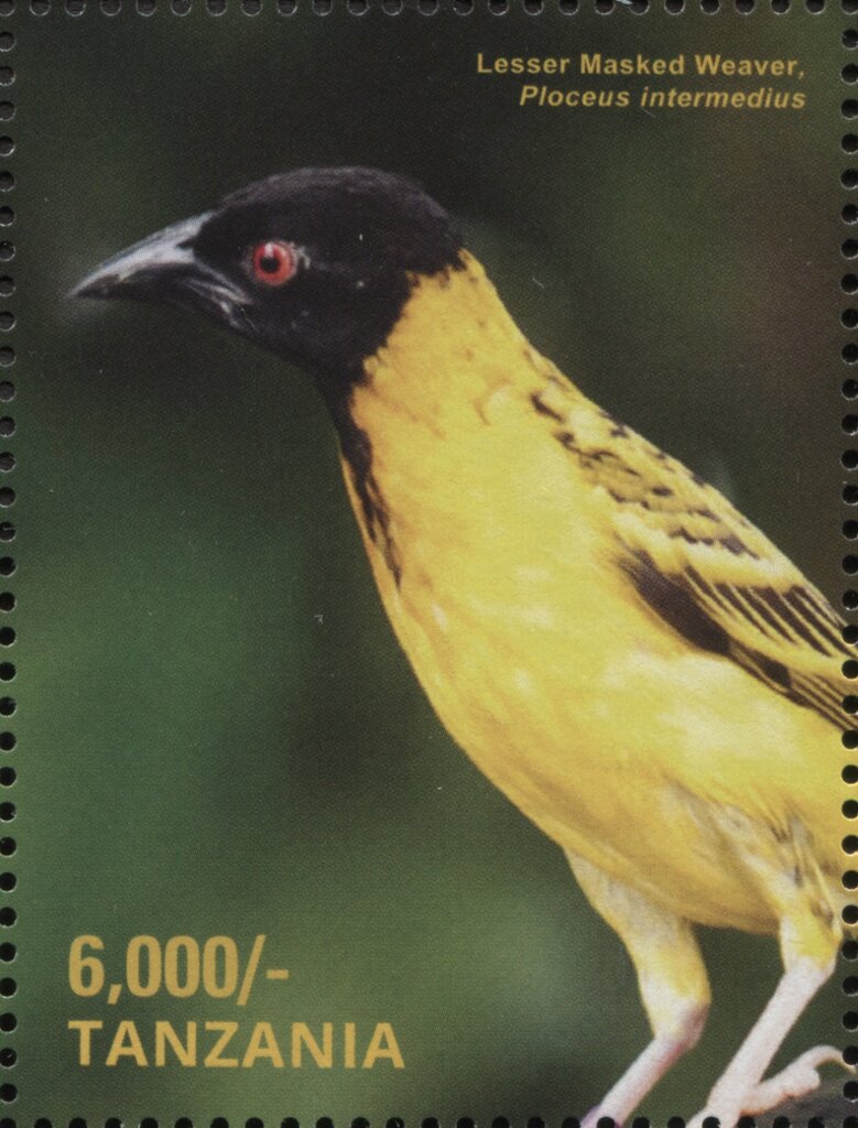 Lesser Masked Weaver (Ploceus intermedius)