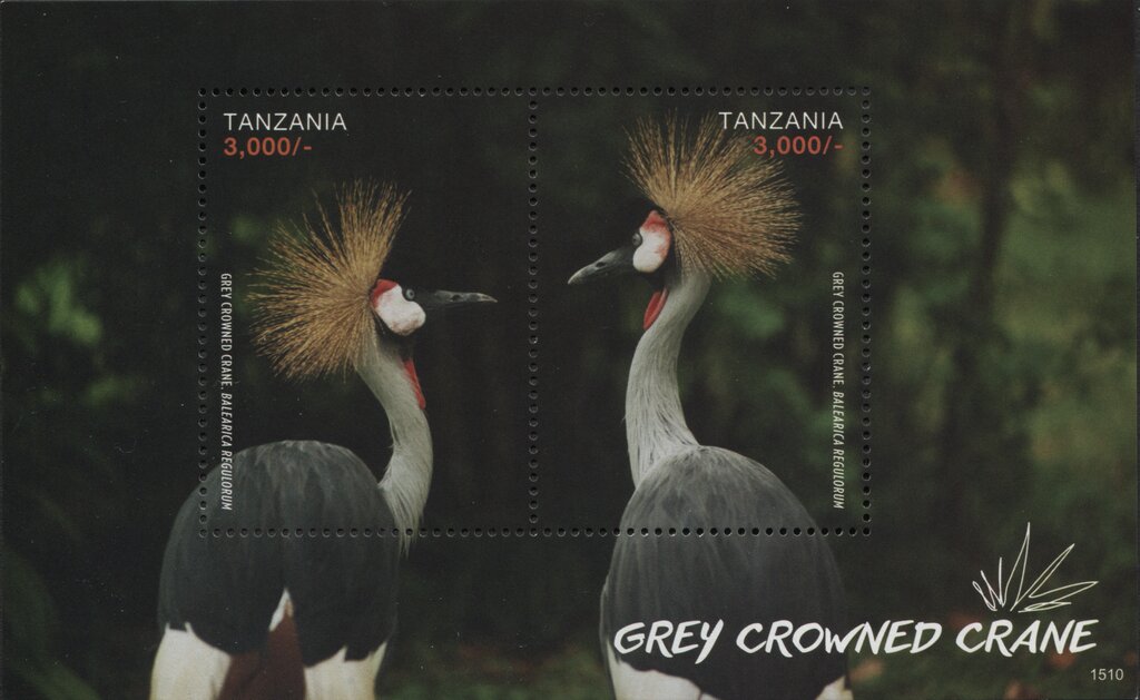 Grey Crowned Crane (Balearica regulorum)