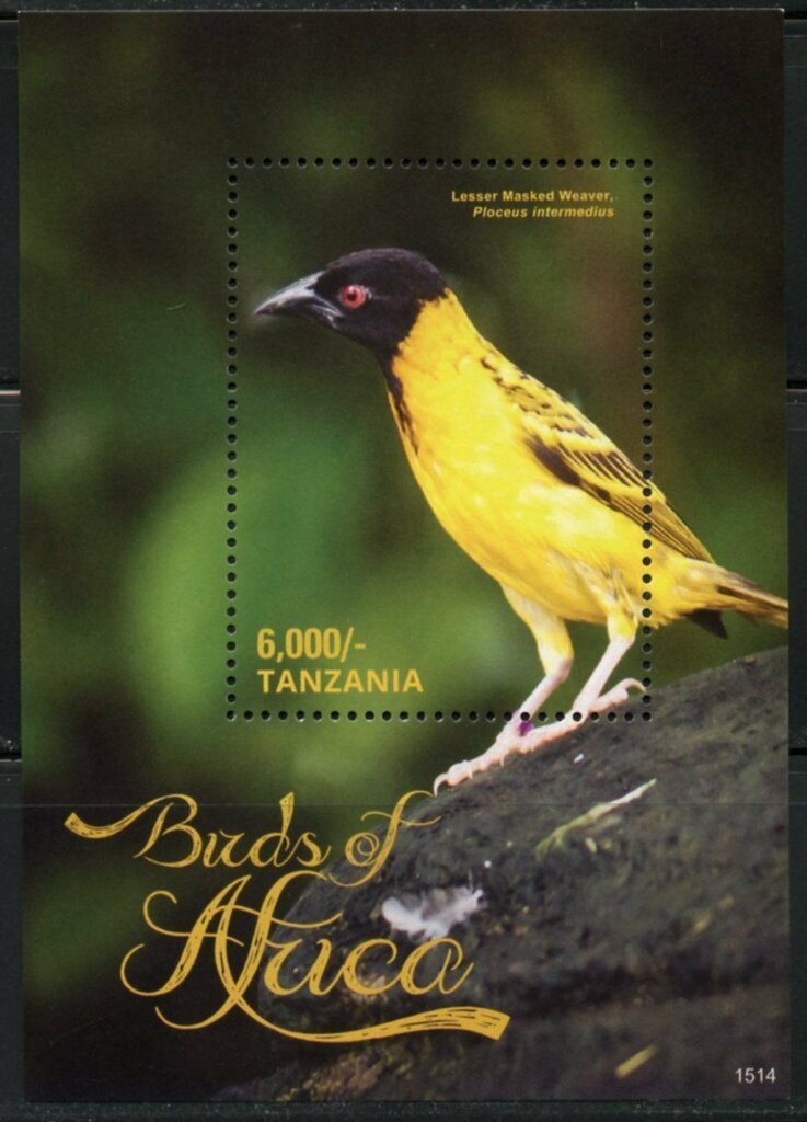 Lesser Masked Weaver (Ploceus intermedius)