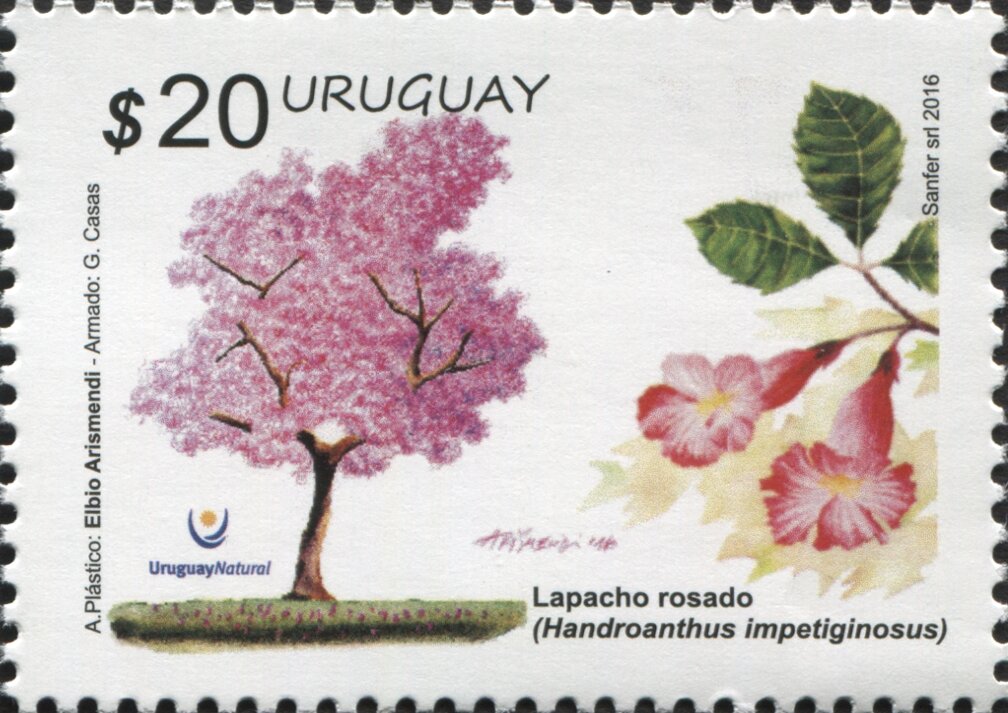 Pink Lapacho (Handroanthus impetiginosus)