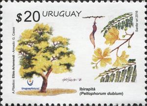 Stamp, Ibirapitá (Peltophorum dubium), Uruguay,  , Plants (Flora), Trees