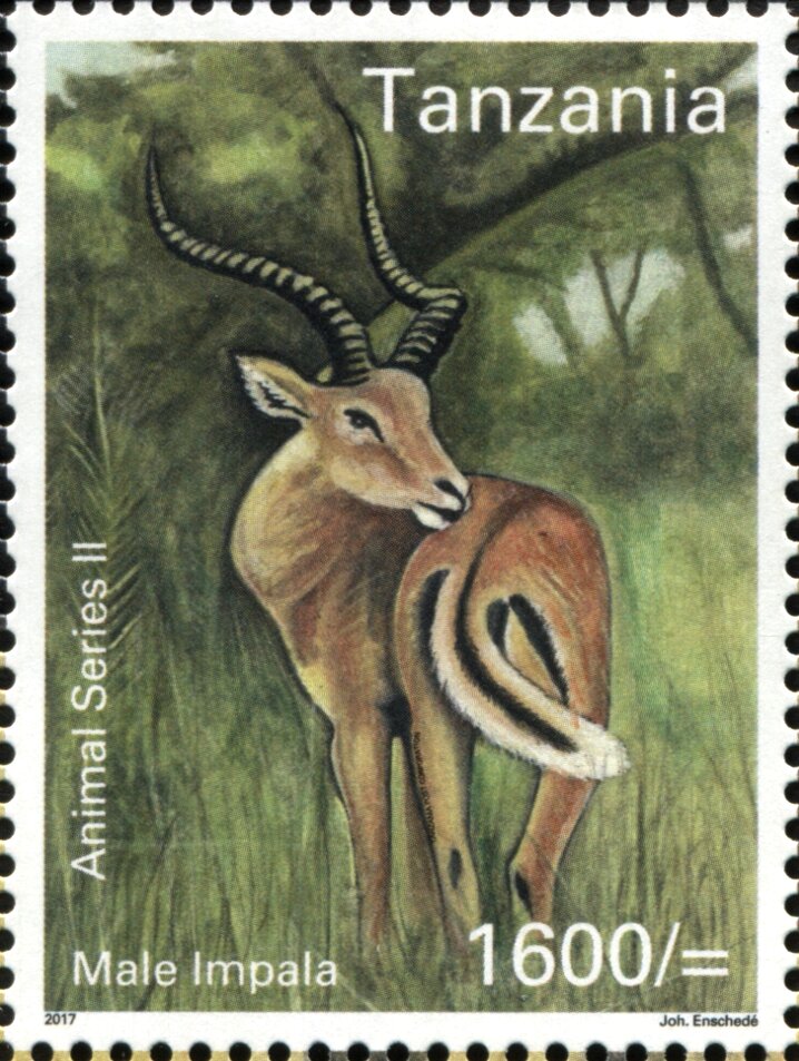 Male Impala