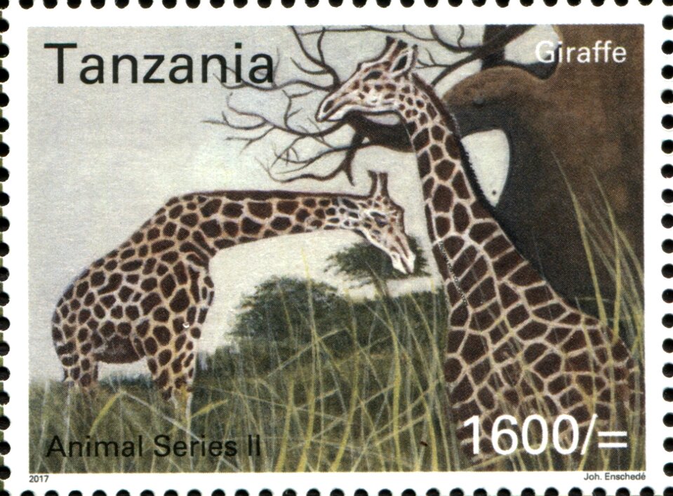 Giraffes