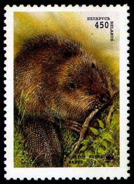 Stamp, Stamp European beaver (sitting), Belarus,  