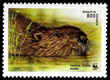Stamp European beaver (swimming)