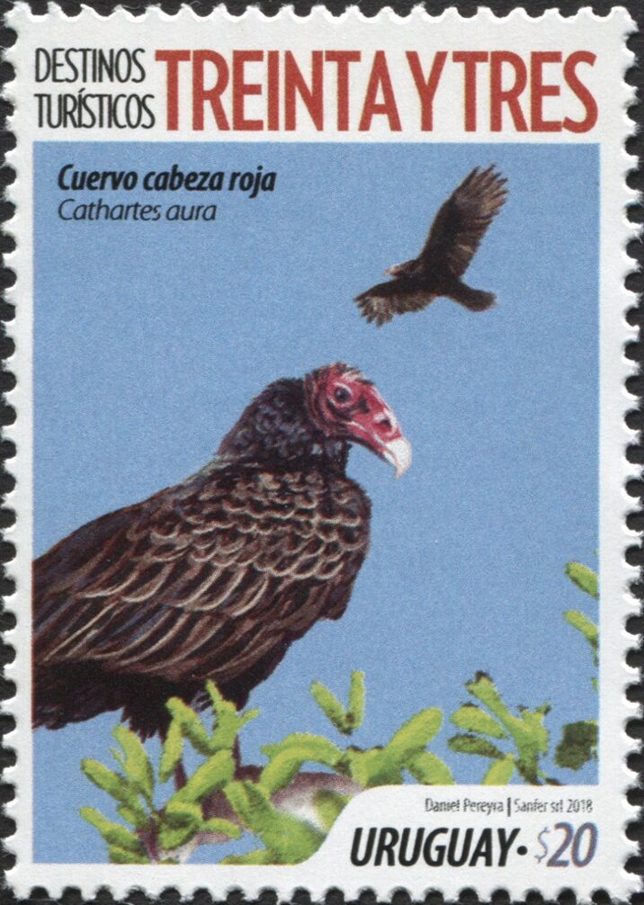 Turkey Vulture (Cathartes aura)
