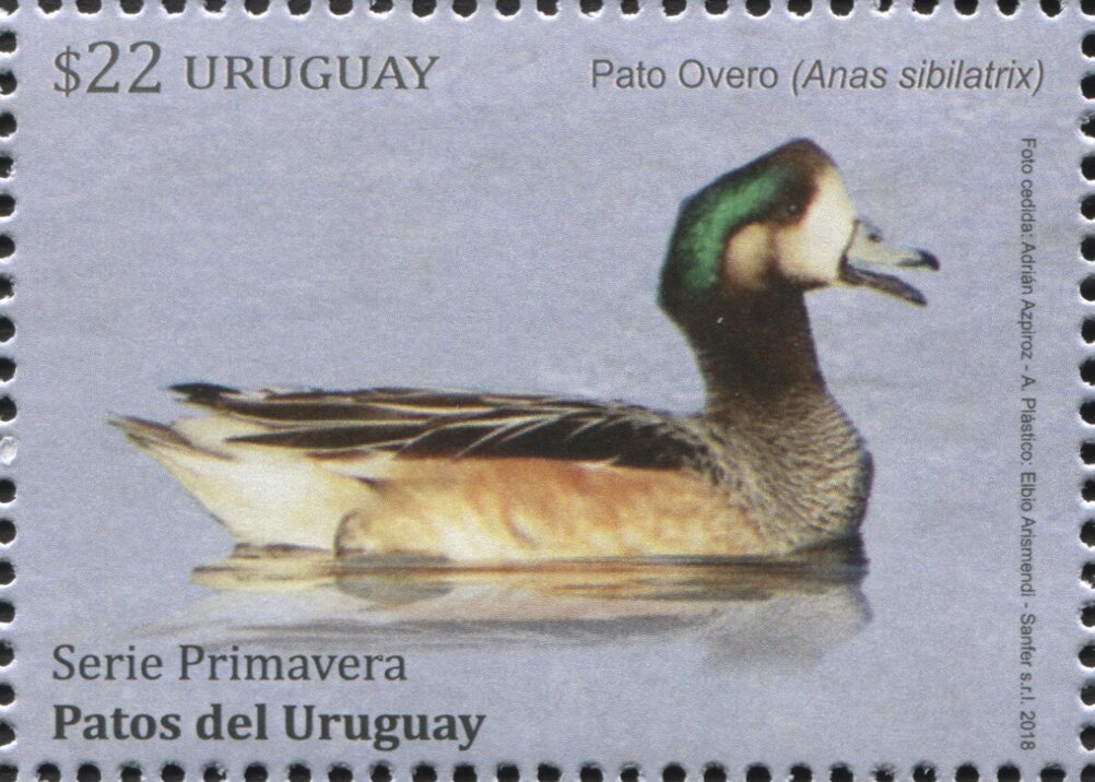 Chiloe Wigeon (Anas sibilatrix)