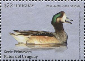 Stamp, Chiloe Wigeon (Anas sibilatrix), Uruguay,  , Animals (Fauna), Birds, Ducks