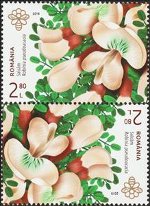 Tete-Beche, Black Locust (Robinia pseudoacacia), Romania,  , Flowers, Plants (Flora)
