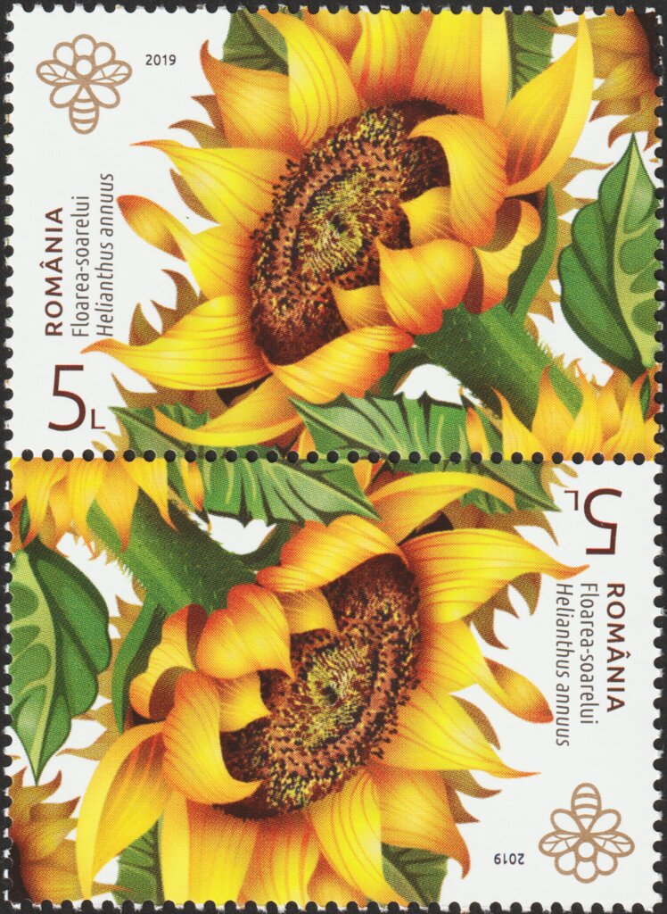 Sunflower (Helianthus annuus)