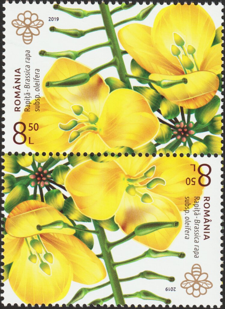 Field Mustard (Brassica rapa oleifera)