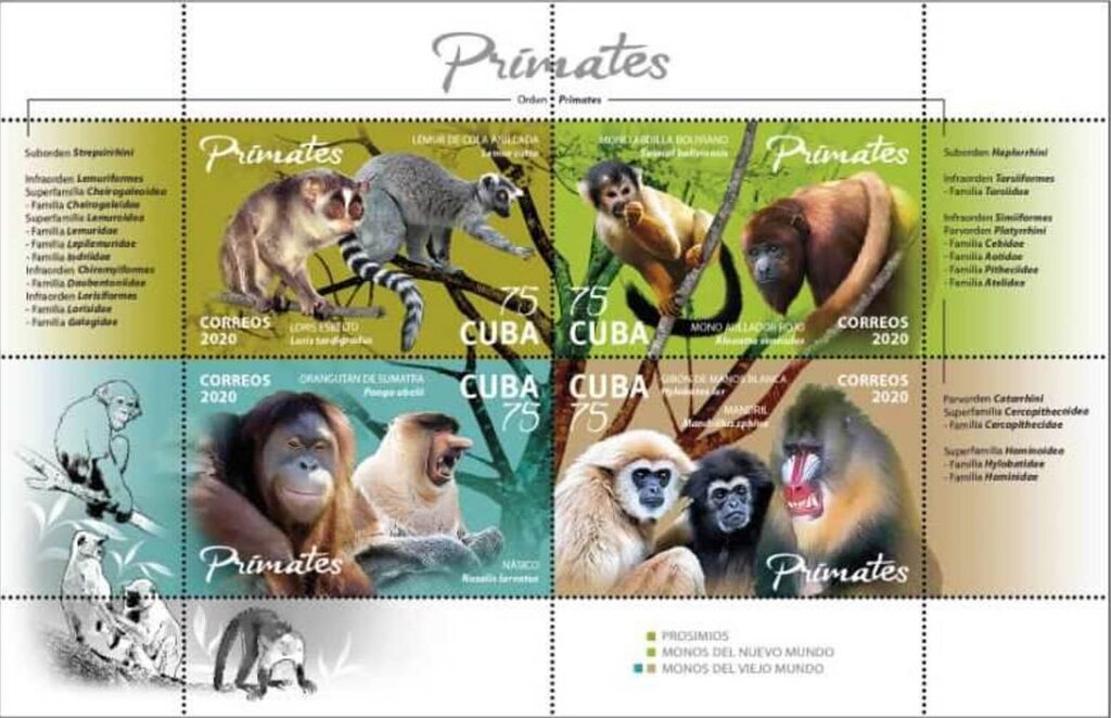 Primates