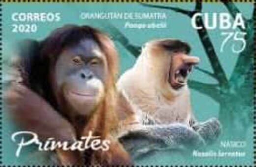Monkey and Orangutan