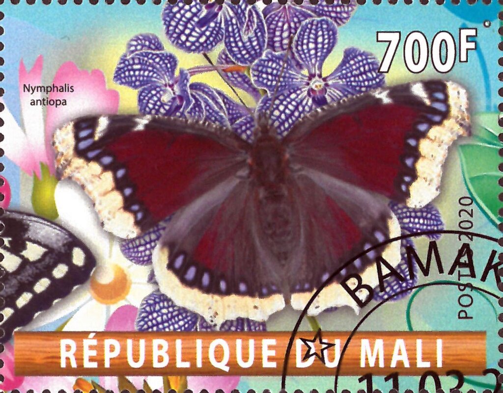 Nymphalis antiopa