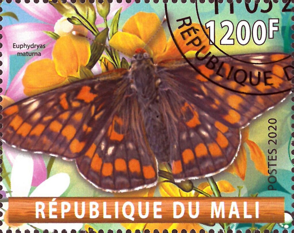 Euphydryas maturna