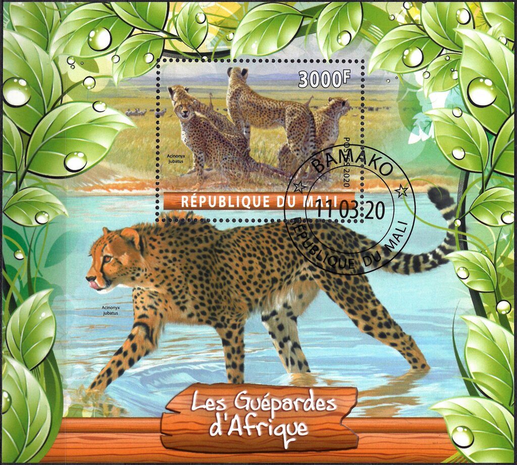 Les Guepardes d'Afrique