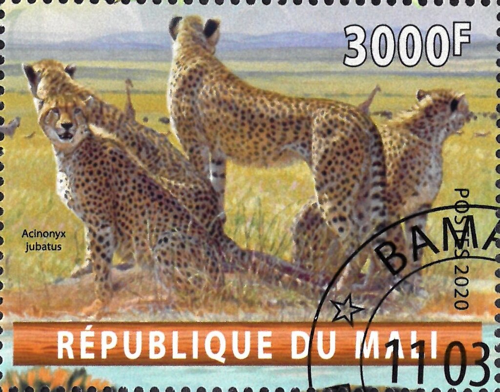 Acinonyx jubatus