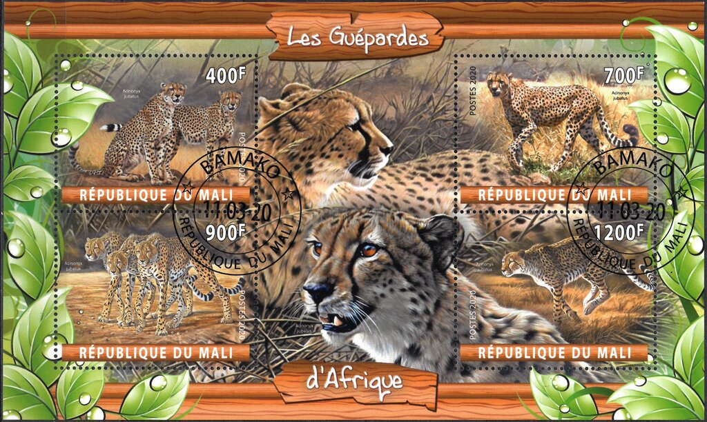 Les Guepardes d'Afrique