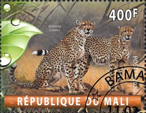 Stamp, Acinonyx jubatus, Cinderellas,  , Animals (Fauna), Mammals