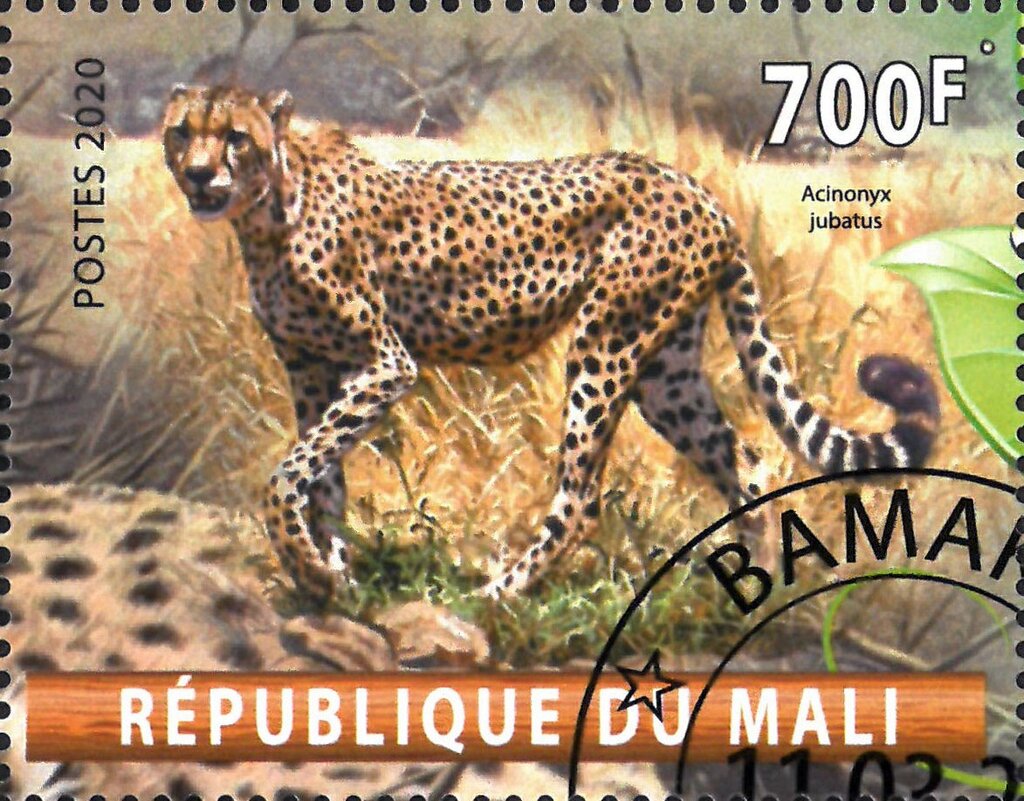 Acinonyx jubatus