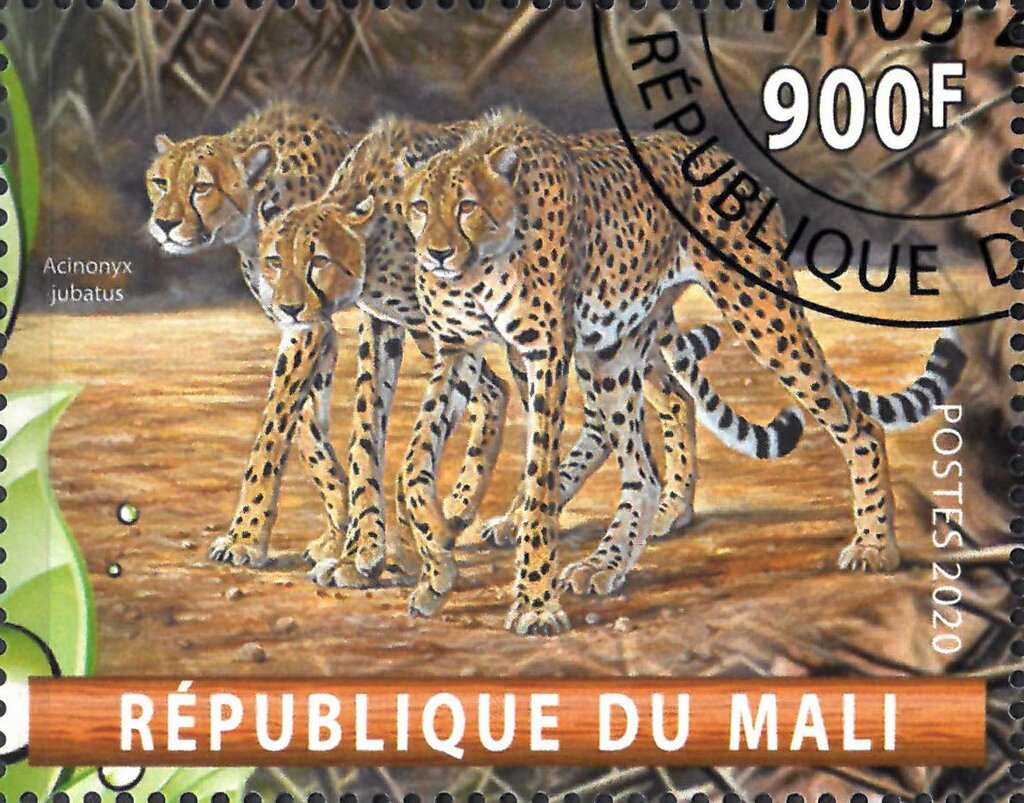 Acinonyx jubatus