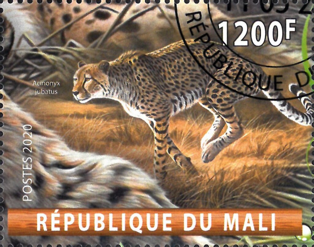 Acinonyx jubatus