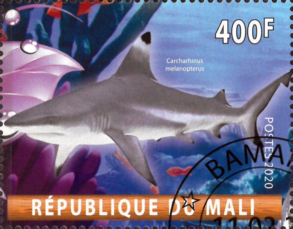 Carcharhinus melanopterus
