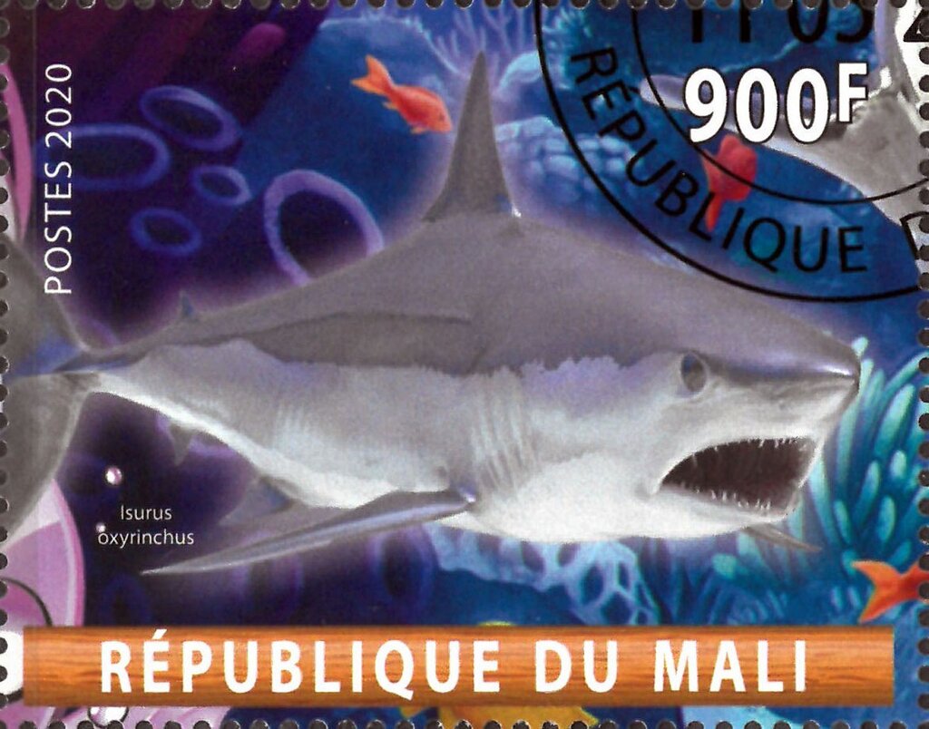 Isurus oxyrinchus