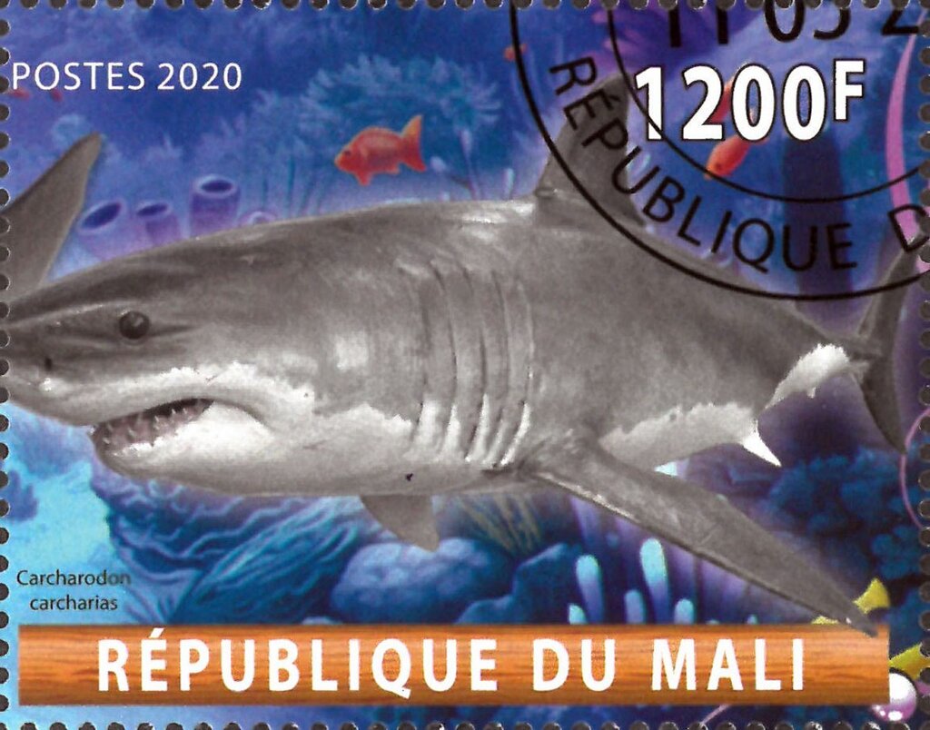 Carcharodon carcharias